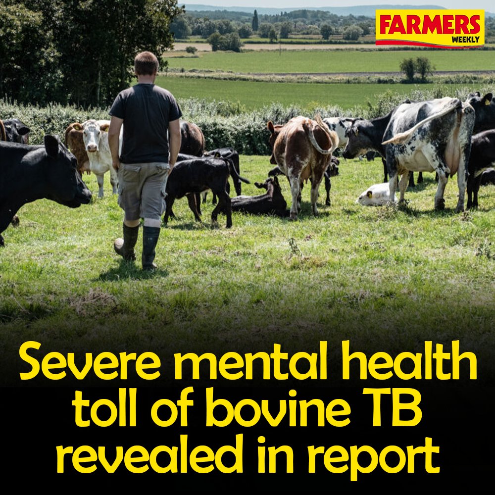FarmersWeekly's tweet photo. 😔 A new report highlights the severe health and wellbeing effects of bovine tuberculosis on farmers across the UK.

"Horrific interest rates eroded our ability to survive, yet that still pales with the loss of our beautiful cows.”

READ MORE: https://t.co/J44nM1RhY0 https://t.co/EtmBV752QA