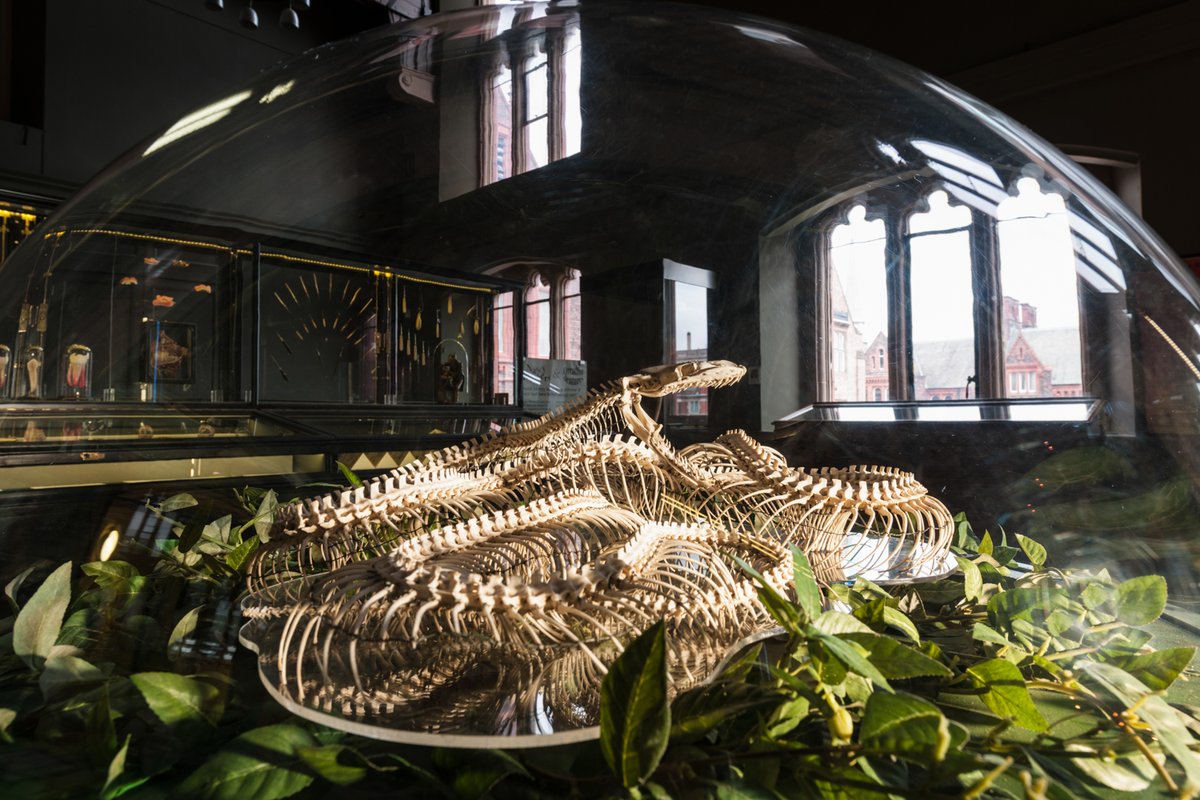 Victoria Gallery & Museum Liverpool (@victoriagallery) on Twitter photo It's the Year of the Snake this year, so here's the story of visitor favourite Monty from the museum!
👇🐍
vgm.liverpool.ac.uk/blog/2020/bone…
Our Lunar New Year family celebrations take place this Saturday 1 February between 11am - 3pm with <a href="/Movema/">Movema Dance</a> and <a href="/UOL_Confucius/">Liverpool Confucius Institute (LCI)</a>. It's the Year of the Snake this year, so here's the story of visitor favourite Monty from the museum!
👇🐍
vgm.liverpool.ac.uk/blog/2020/bone…
Our Lunar New Year family celebrations take place this Saturday 1 February between 11am - 3pm with <a href="/Movema/">Movema Dance</a> and <a href="/UOL_Confucius/">Liverpool Confucius Institute (LCI)</a>.