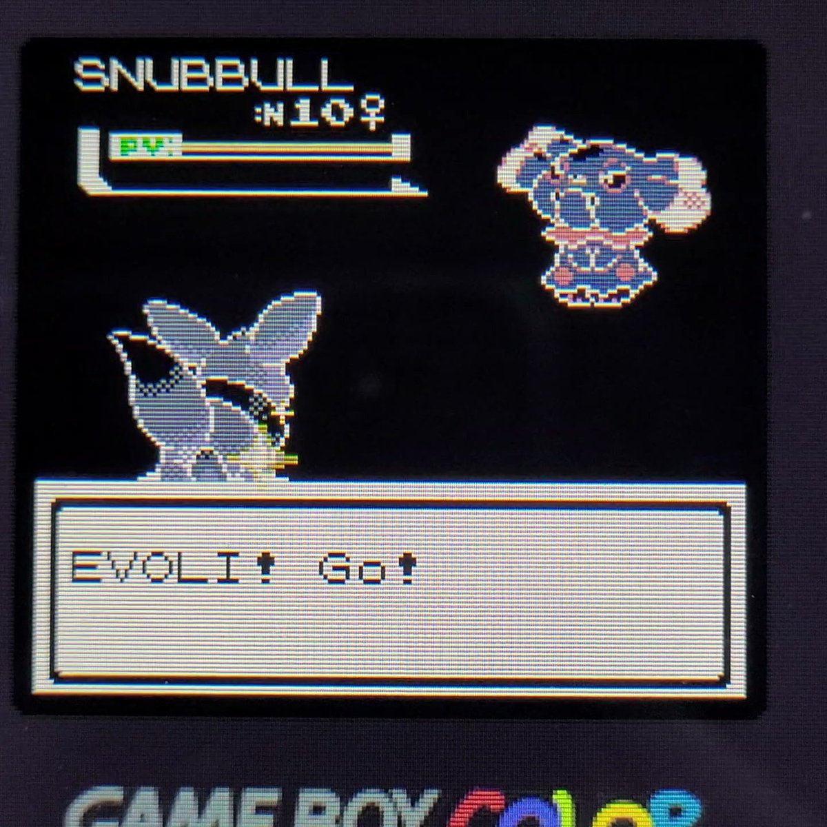 ItsAlpha_2_0's tweet photo. Shiny Eevee! 🤍

5768 soft resets on VC Crystal. https://t.co/7azPrASV3m