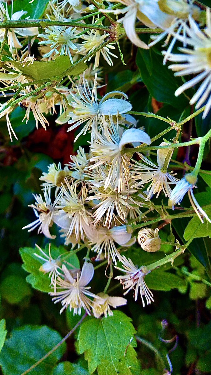 ErTacettin's tweet photo. #Akasma #clematisvitalba
I wish you all a #nice week https://t.co/H9LS0YWn08