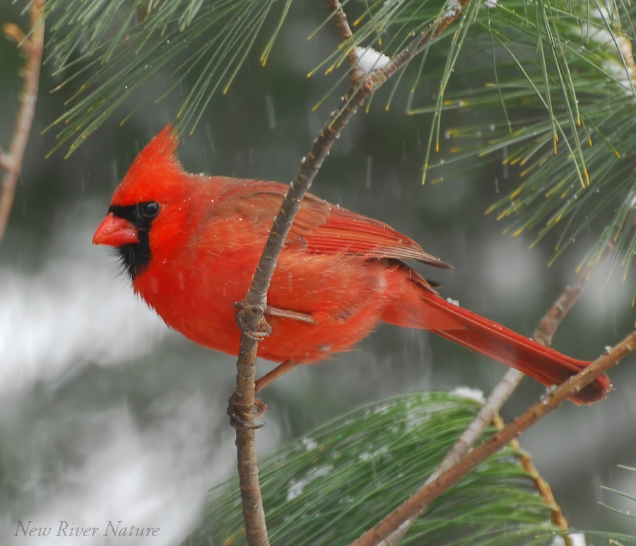 KerriFar's tweet photo. "When we choose to trust the journey and embrace love and joy, we are free to fly." — Annicken R. Day

#MaleCardinal #Birds #Nature #BirdTherapy #NatureTherapy #NewRiverNature #BirdLovers #NatureLovers https://t.co/e1jWp6NDFG