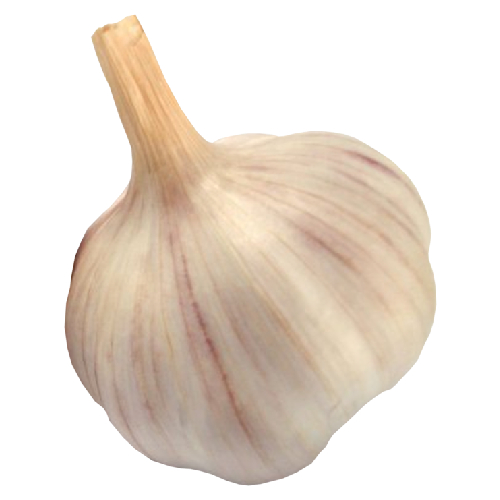 worldrecordgarl's tweet photo. #NewProfilePic #worldrecordegg meet #worldrecordgarlic https://t.co/yOBUgUx7IK