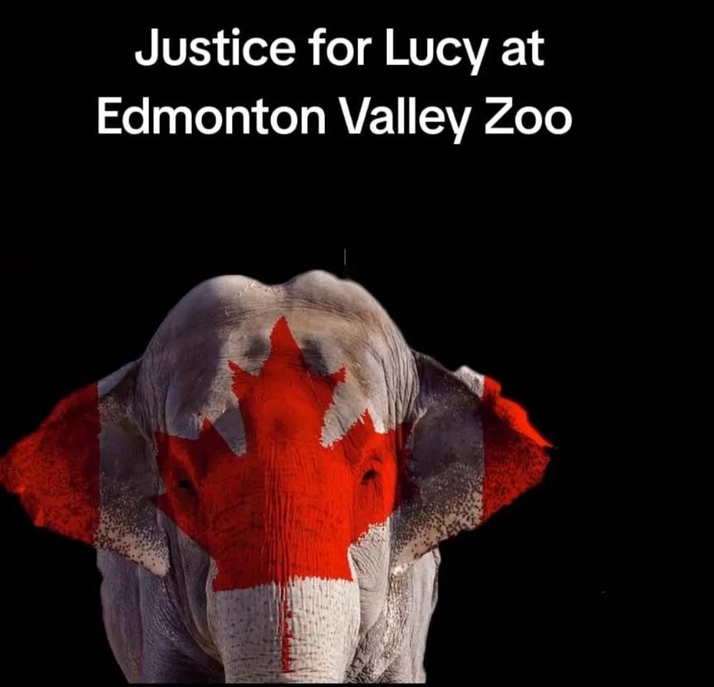 🐘 need room to roam to thrive.
To traffic an 🐘 to a freezing 🇨🇦 climate to put on display was not just cruel but irresponsible.
<a href="/EdmontonClerk/">Edmonton City Clerk</a> has a responsibility to make good on their disastrous behaviour towards 🐘 #Lucy
Experts know she can move to sanctuary so 🙏 🇨🇦 🚛 her
