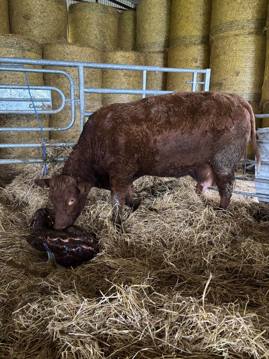 Michael Behan tweet media