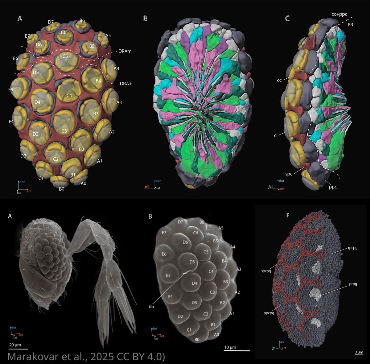 The first complete 3D reconstruction and morphofunctional mapping of an insect eye.
elifesciences.org/reviewed-prepr…