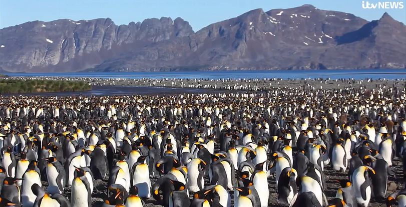 The world’s largest iceberg is drifting towards a remote British island that is home to millions of penguins and seals and could block access to their feeding grounds.

<a href="/AndyShep_CPOM/">Andy Shepherd</a> spoke to <a href="/itvnews/">ITV News</a> News at Ten about the iceberg, called A23a... 

itv.com/news/2025-01-2…