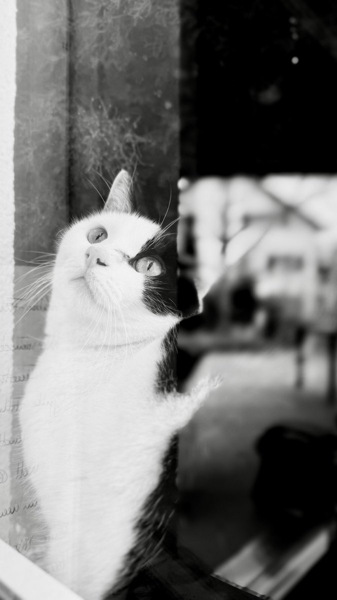 hafelg's tweet photo. We had a second #CatGuest the other weekend 🐈
.
.
.
#Ermatingen #GardenersWorld #HomeTown #Switzerland #Thurgau #Thurgovia #Winter #WorkLifeBalance #Yuki
#SilverTopper #Latergram #FollowForFollow #FollowMe https://t.co/6iCPiMnv9u