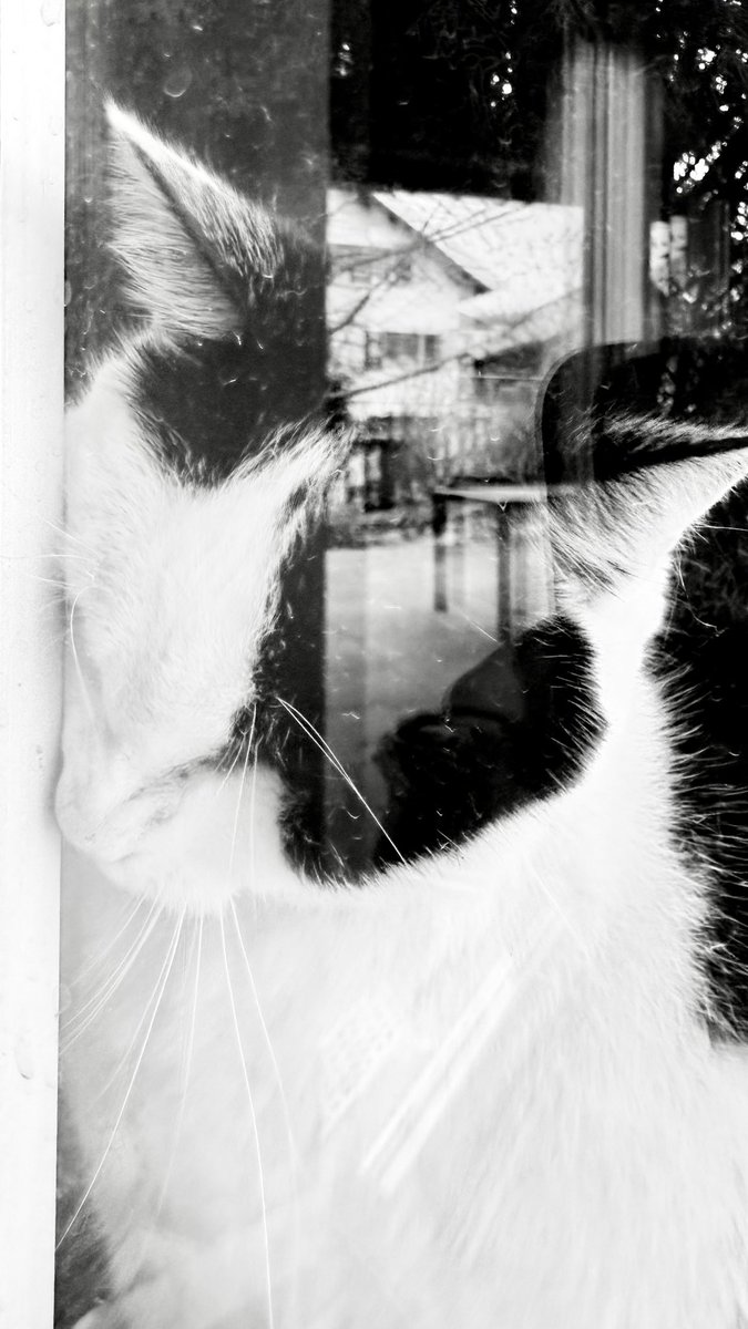 hafelg's tweet photo. We had a second #CatGuest the other weekend 🐈
.
.
.
#Ermatingen #GardenersWorld #HomeTown #Switzerland #Thurgau #Thurgovia #Winter #WorkLifeBalance #Yuki
#SilverTopper #Latergram #FollowForFollow #FollowMe https://t.co/6iCPiMnv9u