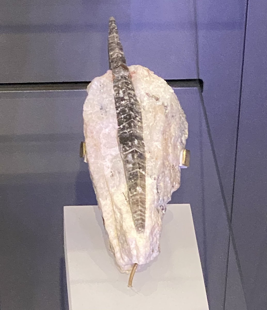 andersonmineral's tweet photo. Elongate crystal of corundum, still showing the characteristic barrel shape of the mineral species. #MineralMonday #GeoscienceTwitter https://t.co/nEiNCS3nOO
