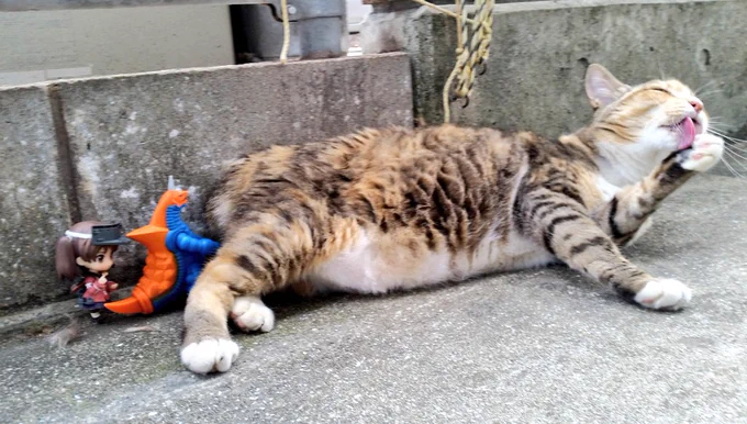 昔自宅近くに住み着いた野良猫 近所からエサ貰いまくって愛されていたが、何処行ったのやら 