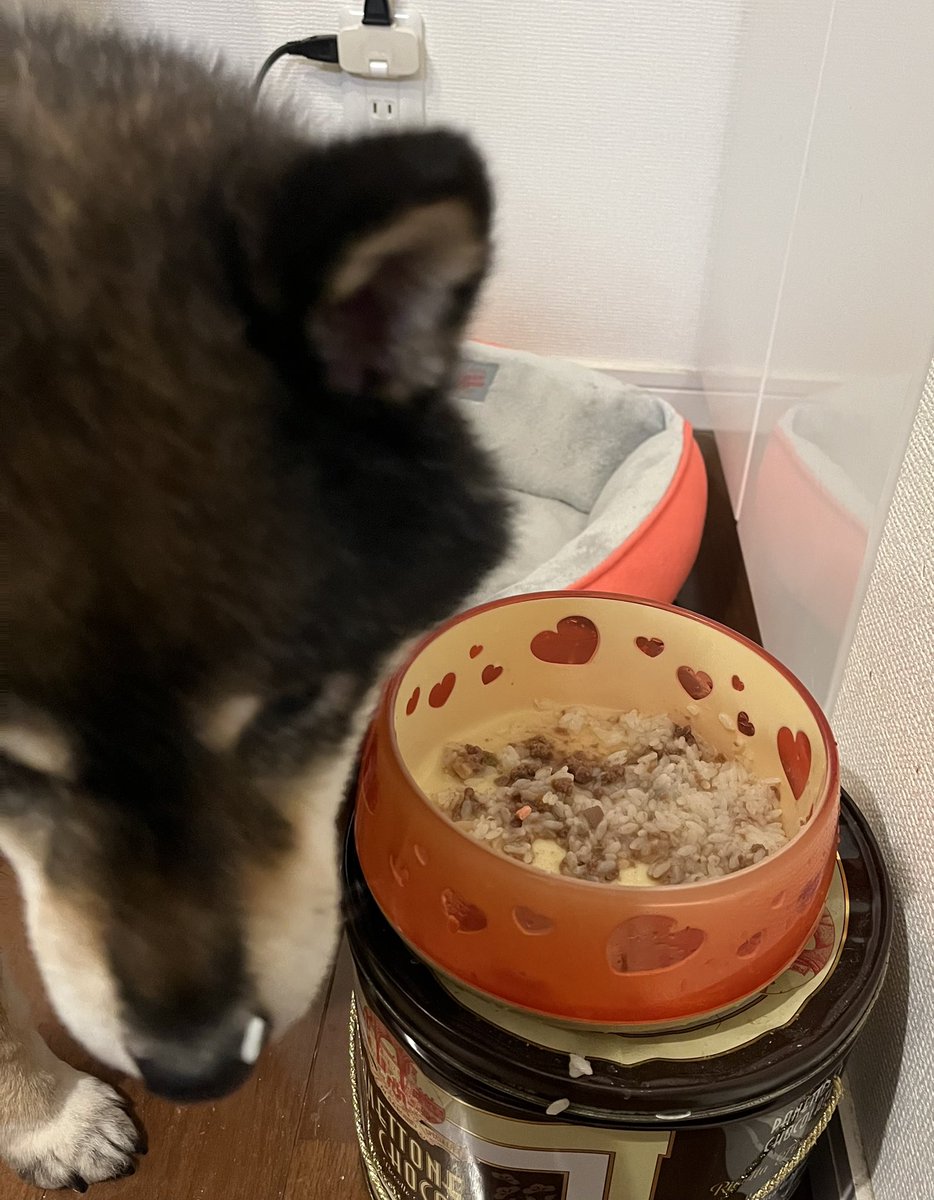 ann_onokoshi's tweet photo. ドライドッグフード嫌い…
お米とうどん好き…
そんなワンコさん、他にもいらっしゃる？ https://t.co/8HNjznS4NN