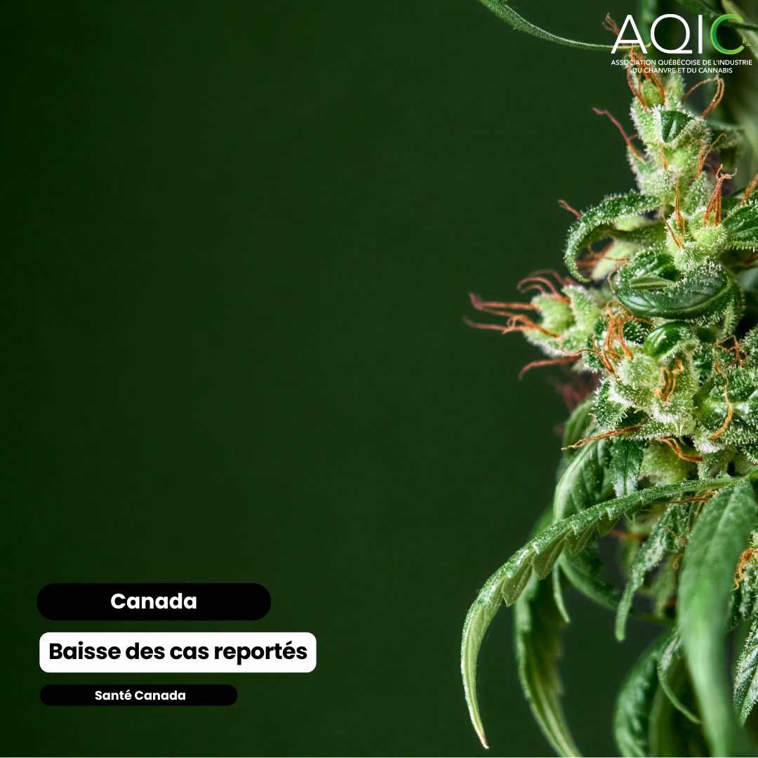 CANADA | <a href="/GouvCanSante/">Santé Canada et l’ASPC</a> a publié son rapport annuel  "Données sur les effets indésirables du cannabis". Selon ce nouveau rapport, il y a une baisse significative du nombre de cas graves et non-graves déclarés.

Pour lire le rapport, cliquez le lien en commentaires.
#cannabisqc