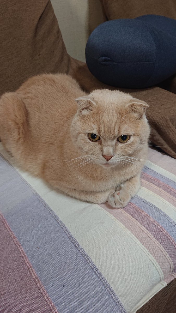 reoreoreo2000's tweet photo. 今日も可愛いくて仕方がないです。
#猫 #スコティッシュフォールド https://t.co/MQ48awqGwp