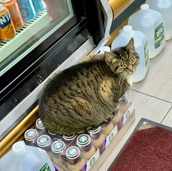 Bodegacats_'s tweet photo. https://t.co/gmlxjd3Zqs