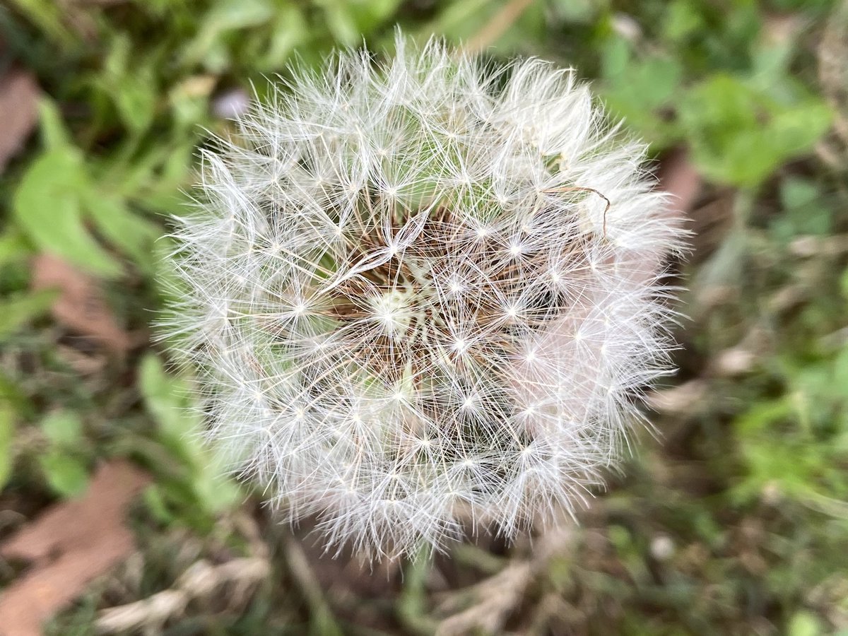WeedsoftheEarth's tweet photo. The story of a dandelion seed

Introduction-Development-Conclusion https://t.co/7nC5yDUsGx