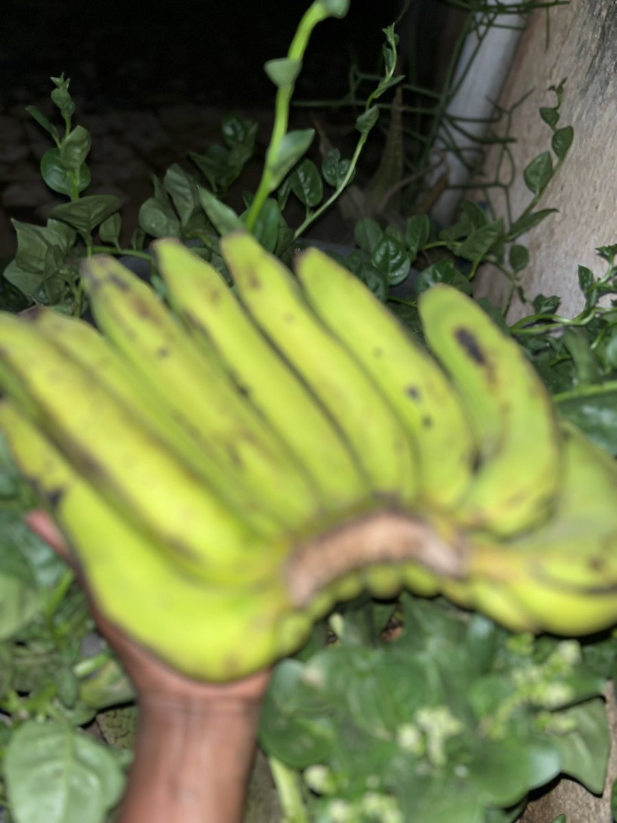 JosianeRitha's tweet photo. Hier j’étais au champ avec maman pour la cueillette. 
S’il vous plaît ma petite maman vend les avocats à 200frs l’unité et 1000frs pour la botte de 12 bananes.
Aidez moi à écouler sa récolte 
+22870313384 https://t.co/XUIKB6yJCr