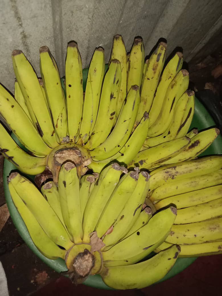 JosianeRitha's tweet photo. Hier j’étais au champ avec maman pour la cueillette. 
S’il vous plaît ma petite maman vend les avocats à 200frs l’unité et 1000frs pour la botte de 12 bananes.
Aidez moi à écouler sa récolte 
+22870313384 https://t.co/XUIKB6yJCr