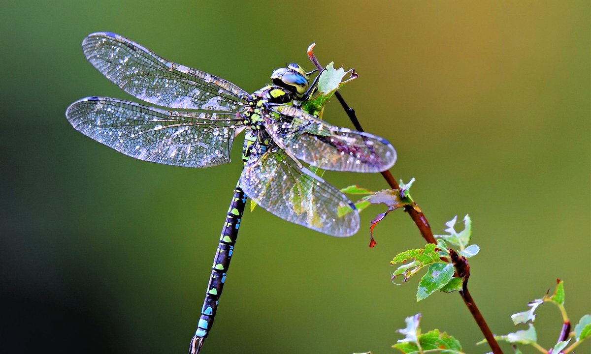 Did you know that dragonflies are nature's little ninja warriors? These amazing insects have been clocked at speeds of up to 35 miles per hour, making them one of the fastest flying insects on Earth. But speed isn't their only superpower. Dragonflies have incredible agility and