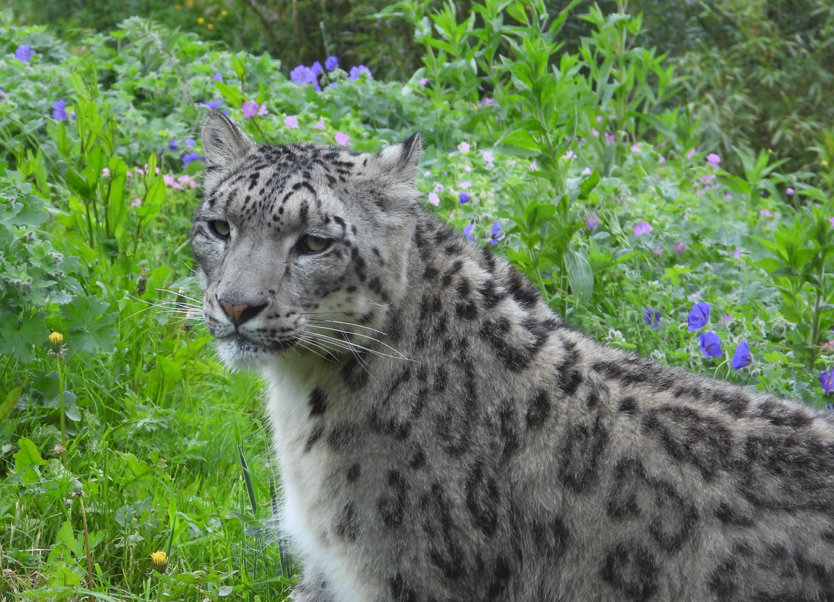 WelshMountainZo's tweet photo. Are you ready for a real adventure? 

Why not become a Zoo Keeper for the Day at the #WelshMountainZoo!

Take the first step towards your next wild adventure by clicking the link below ⬇️
https://t.co/oBJes0PObK

📸: Shaun Wilson &amp; Aaron Crowe
#SupportingConservation https://t.co/y1fqvS3po3