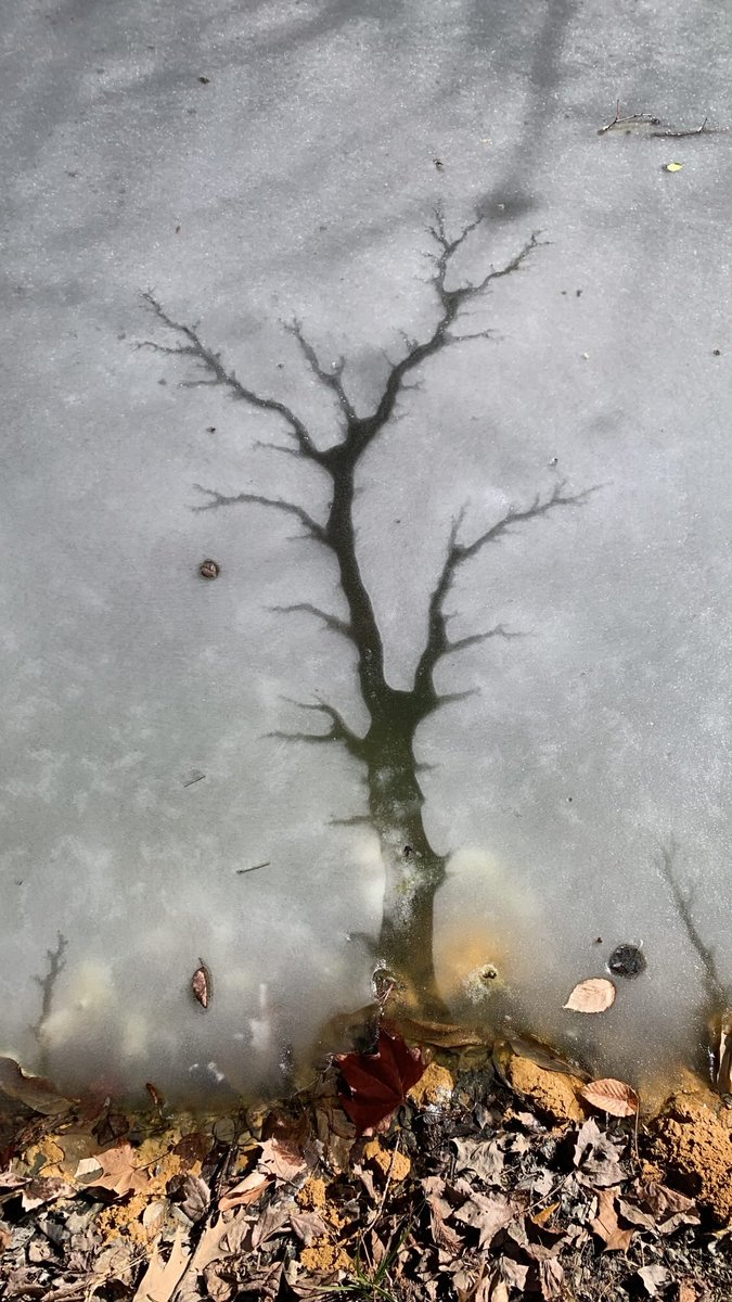 Art in nature or nature repeating herself? You decide. #MondayMotivation