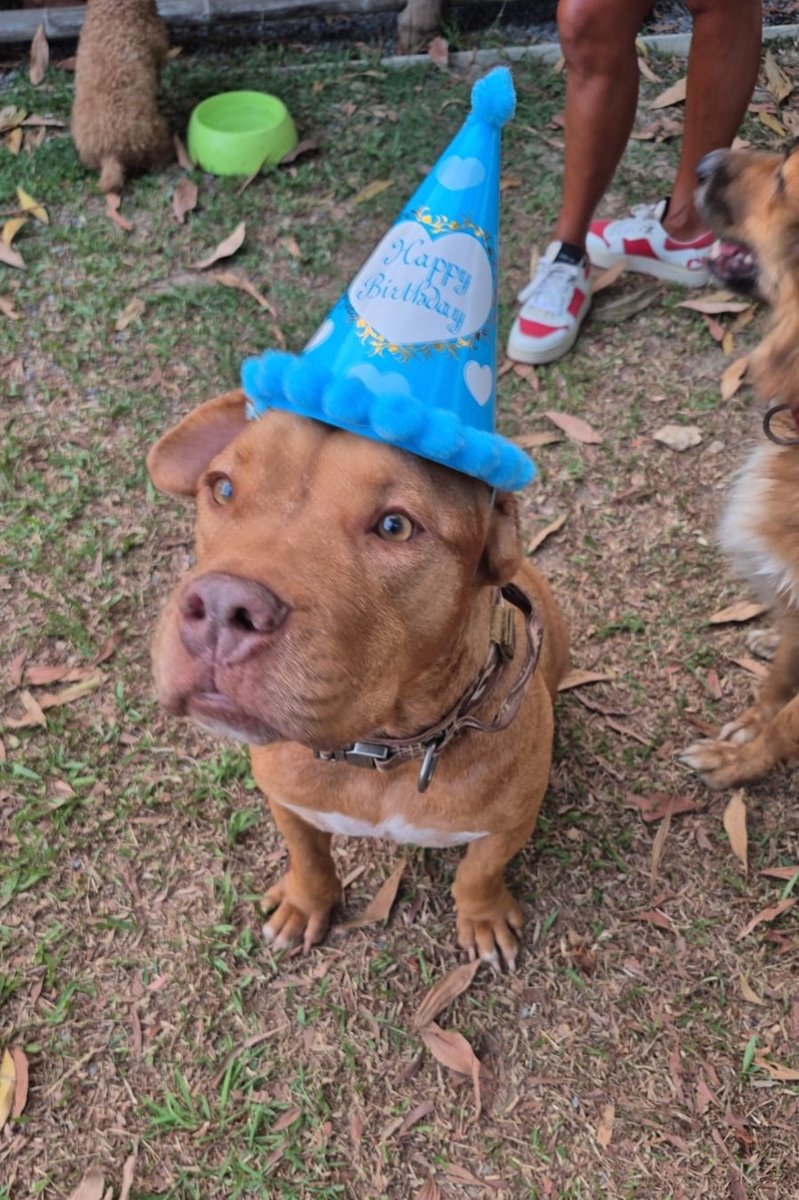 NiallHarbison's tweet photo. What I love most is Kitty doesn’t even have Instagram for Buster. 

The spoiling is not for show. The whole party was actually for Buster. 

Look at his happy little face 🥰🙏 (5/5) https://t.co/xYd6JmxgK1