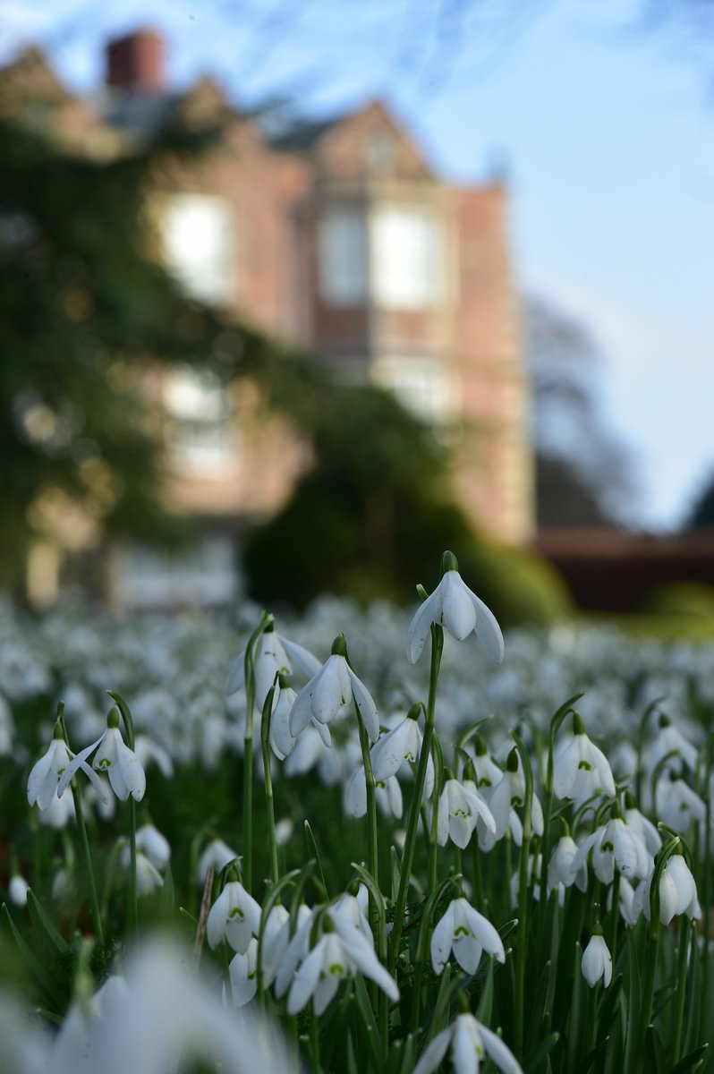 Snowdrops: we are open most of Feb and two Snowdrop Sundays 9th &amp; 23rd Feb 11-4.Drinks, sandwiches &amp; scones served on Snowdrop Sundays; free garden talks by head gardener Mark. Adults £7.50; kids free. Plant stall. Dogs on leads welcome. Tickets tinyurl.com/mspxry43 or on gate