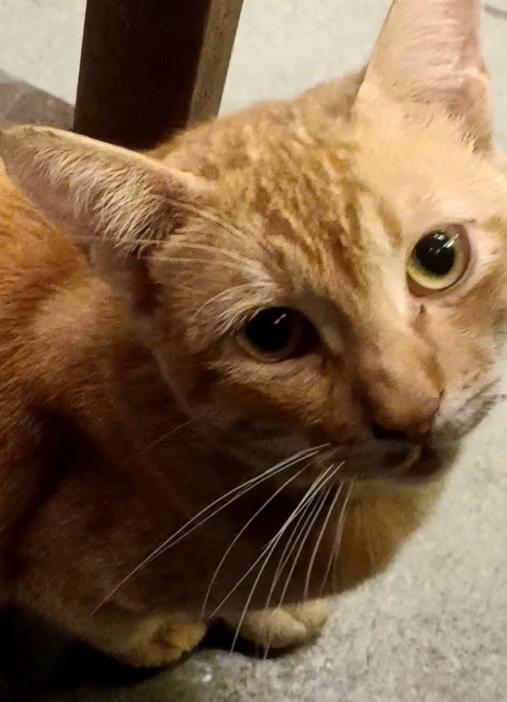 PranavanandP's tweet photo. Calling the number on the missing cat poster and saying "meow"... 🙂 https://t.co/AO90HaA0BZ