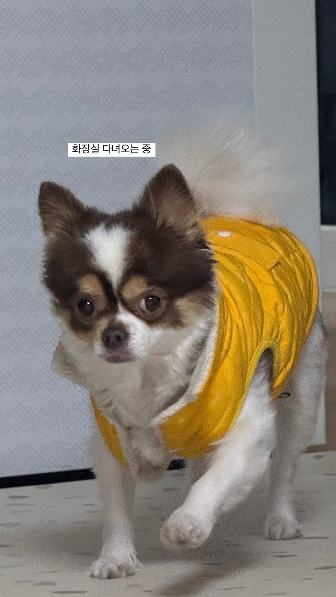 Plumys_'s tweet photo. 양갱아 새해 복 많이 받으렴💛 https://t.co/VA81rnsp3q