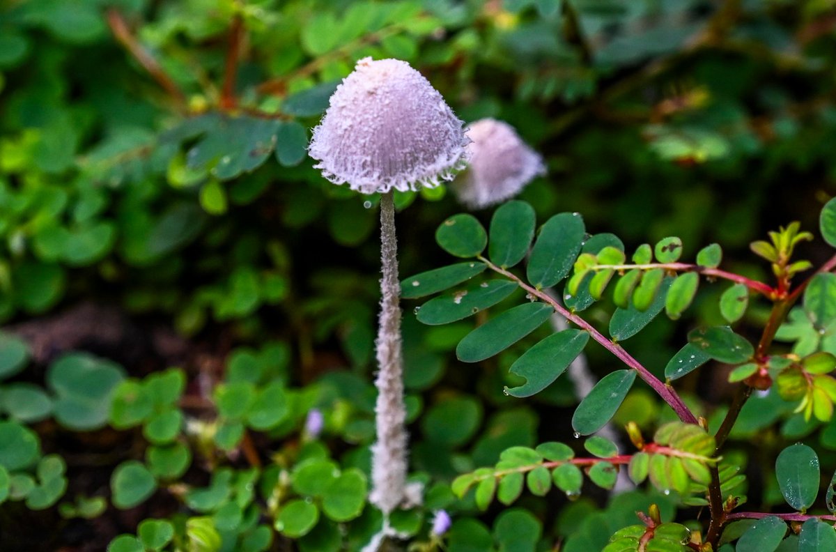 Woodpecker_cent's tweet photo. Brittlestem mushroom (Psathyrellaceae family) for #MushroomMonday.
Rathuadhab, Corbett outskirts - Sep 2024.
#ThePhotoHour #natgeoyourshot #channel169 #macrophotography #macrohour #niffeature #biodiversity #discoverearth #mushroomsofindia #mycology #Himalayas #discovernature https://t.co/b8lLAUAKxH