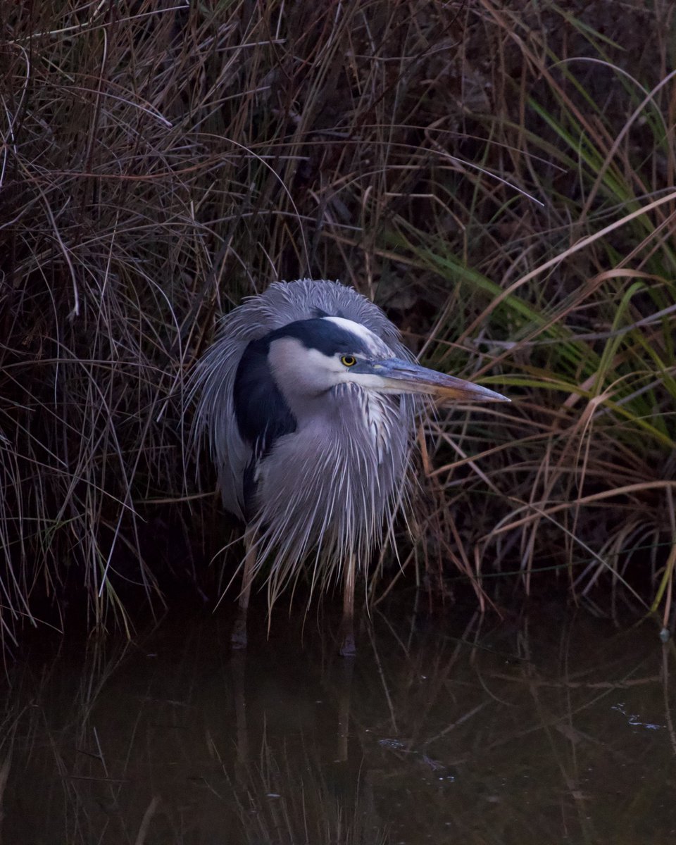 SamuelBarlow's tweet photo. “𝘈𝘳𝘥𝘦𝘢 𝘩𝘦𝘳𝘰𝘥𝘪𝘢𝘴“ is the scientific name given to the Great Blue Heron by Carl Linnaeus In 1758 and is derived from the Greek language where “𝘈𝘳𝘥𝘦𝘢”  translates to “Heron” and “𝘩𝘦𝘳𝘰𝘥𝘪𝘢𝘴”  means “to watch over.” 
#ncwildlife https://t.co/d7BuZxgXQm
