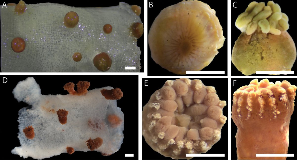 ZooKeys (@zookeys_journal) on Twitter photo Research of zoantharians from northwestern Pacific seamounts found a new species - read all about it at doi.org/10.3897/zookey…
#taxonomy #zoantharian #Newspecies <a href="/HirokiKISE/">Hiroki KISE</a> Research of zoantharians from northwestern Pacific seamounts found a new species - read all about it at doi.org/10.3897/zookey…
#taxonomy #zoantharian #Newspecies <a href="/HirokiKISE/">Hiroki KISE</a>