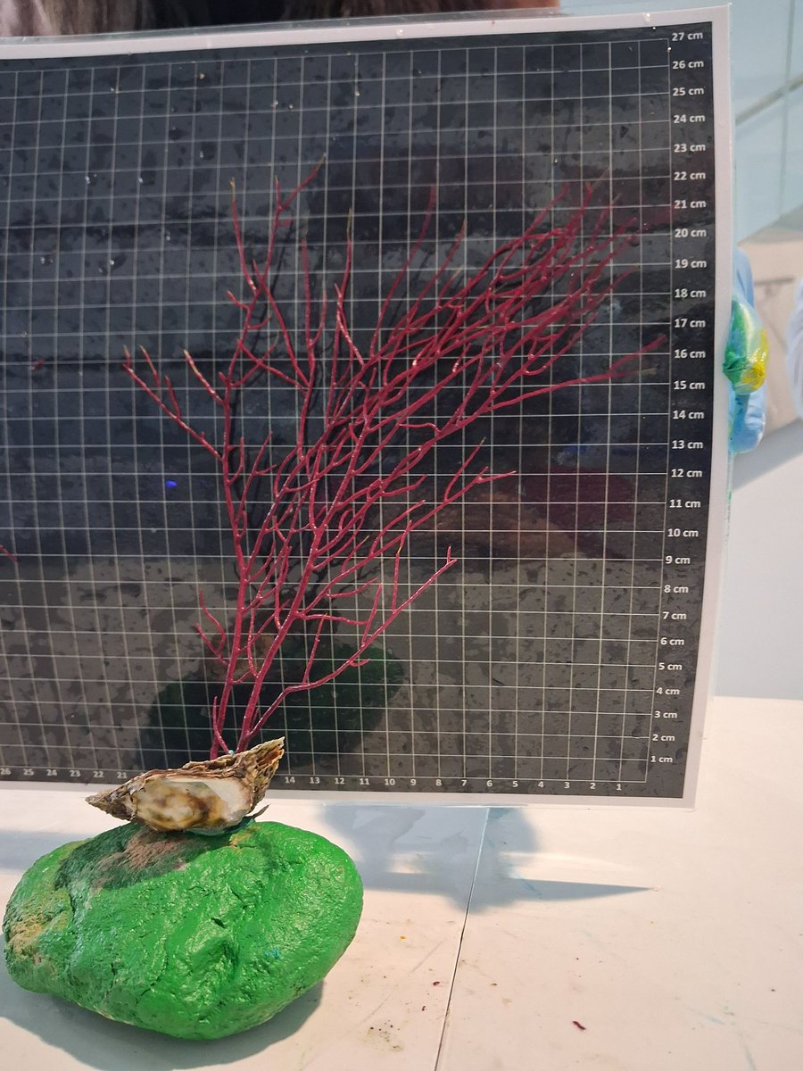 rescap2019's tweet photo. Una pequeña selección de las 84 gorgonias que devolvimos al mar con el método bádminton en el Parque nacional de las Illas Atlánticas! #fempa #fondosfempa #pleamar #fondoseuropeos @FBiodiversidad @FondosUE_Esp @ICMCSIC @AmicosAsoc https://t.co/rYHHafM3Qi