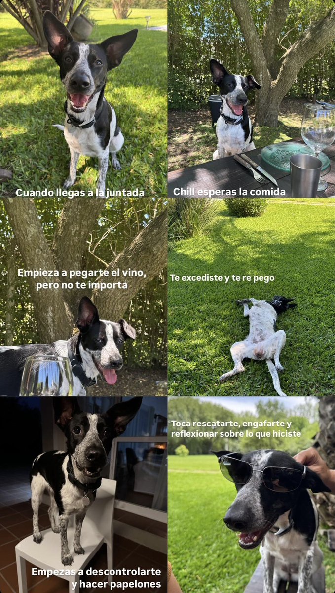 MacielPau's tweet photo. El fin de semana de Pixi https://t.co/sXh08O40Dl