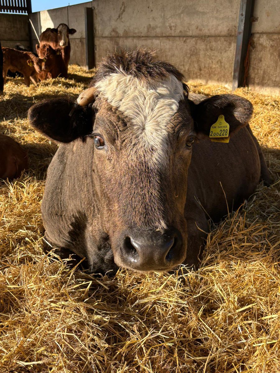 Richard Tagg (@tiggertagg1) on Twitter photo 1/3 Two birthdays at Grange Farm today! our oldest cow turns 17 still on the old style passport and in calf to drop any minute,will be sorry to see her go but this will have to be her last <a href="/VanessaTagg/">Vanessa Tagg</a> pulled her out of the fat pen because dad said just before he died 1/3 Two birthdays at Grange Farm today! our oldest cow turns 17 still on the old style passport and in calf to drop any minute,will be sorry to see her go but this will have to be her last <a href="/VanessaTagg/">Vanessa Tagg</a> pulled her out of the fat pen because dad said just before he died
