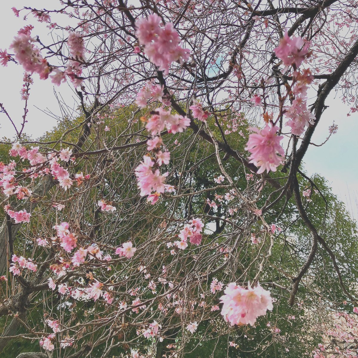 OKilika's tweet photo. 十月桜🌸 が咲いていた 
サークルレッスン day
踊り込んできた曲をもう一度丁寧に見直し

レッスン後は
サークルを 立ち上げる時に
背中を押してくれた フラシス に会いに🚌

共に歩んだhulalife 
たくさんの大切な思い出 は
ずーっと変わらない
たからもの 💖

またココから
1歩1歩
ʜᴏʟᴏɪᴍᴜᴀ https://t.co/Sm4zscL6vS
