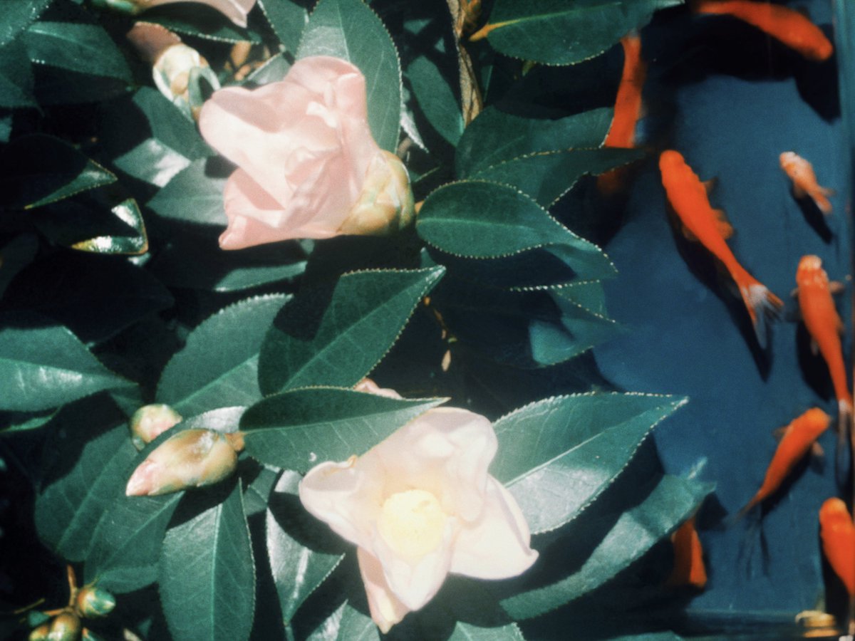 이른 イルン tweet media