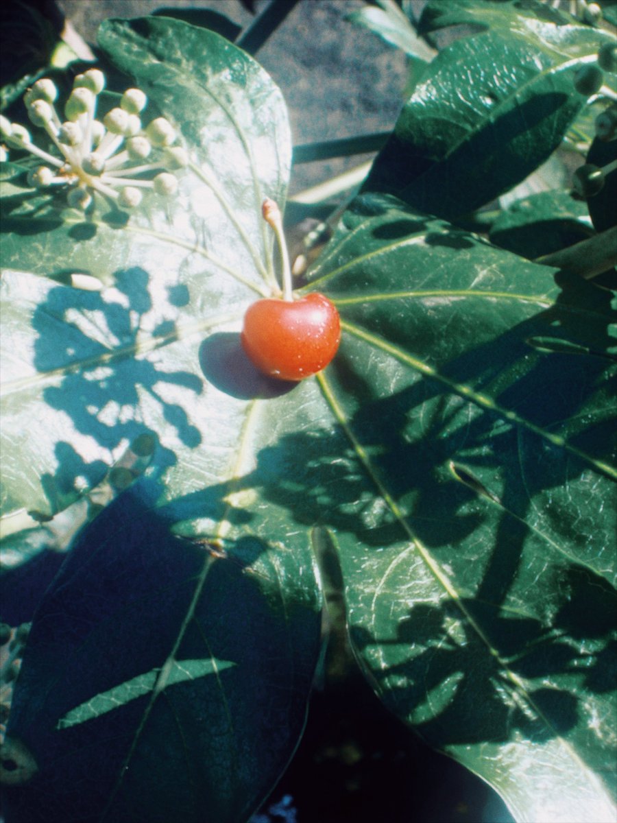 이른 イルン tweet media