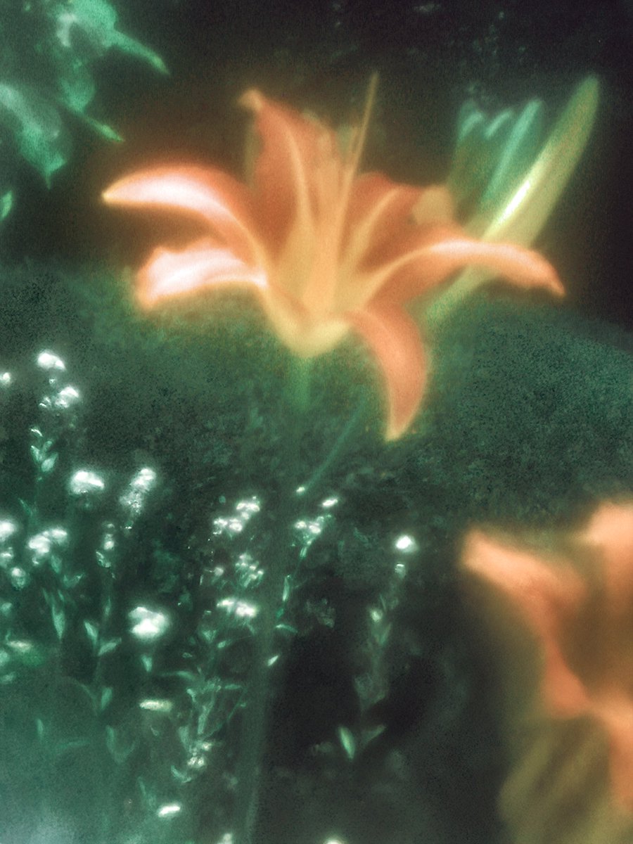 이른 イルン tweet media