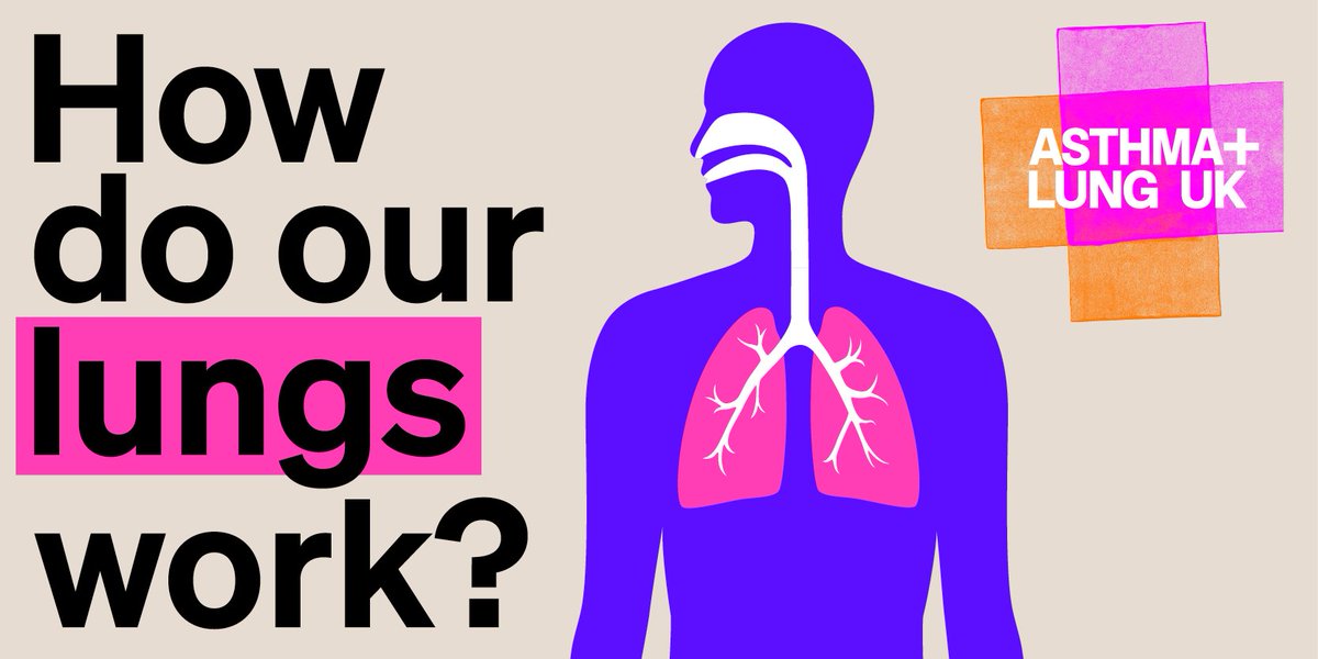 asthmalungcymru's tweet photo. The respiratory system includes your airways, lungs, fluids, bones and muscles. Ever wondered how each of these parts work together to help you breathe?

👃 The airways
When you breathe in air through your nose or mouth, it passes through your windpipe. The windpipe is also called the trachea.

🫁    The lungs
Your lungs are made up of areas called lobes. Your left lung is smaller than your right because it shares the left side of the chest with your heart.  Your right lung has three lobes, and your left lung has two.

⭕ The pleura
The pleura is a thin covering (membrane) that surrounds your lungs. It is in two layers, with a liquid called pleural fluid in between. Pleural fluid helps your lungs move freely when you breathe in and out.

🦴 Bones and muscles

Your lungs and heart are protected by your ribs, which are bones that form a cage in your chest.
In between your ribs, there are muscles called intercostal muscles. Below your ribs, there is a muscle called the diaphragm. These muscles help breathing.

If you would like to find out more about how our lungs work, visit: https://t.co/OYhF8VeAve