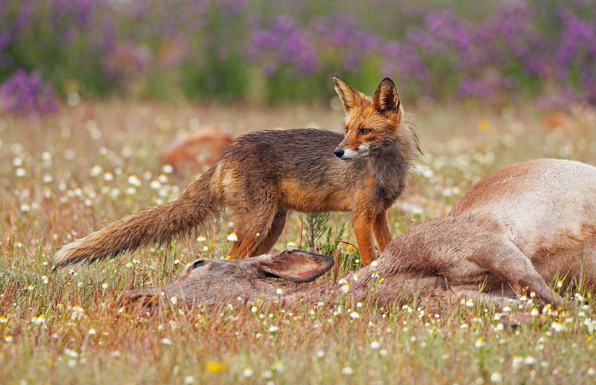 📷𝘊𝘢𝘭𝘭𝘪𝘯𝘨 𝘢𝘭𝘭 #𝘱𝘩𝘰𝘵𝘰𝘨𝘳𝘢𝘱𝘩𝘦𝘳𝘴, 𝘪𝘵’𝘴 𝘵𝘪𝘮𝘦 𝘵𝘰 𝘴𝘩𝘰𝘸𝘤𝘢𝘴𝘦 𝘵𝘩𝘦 #𝘸𝘪𝘭𝘥 𝘤𝘰𝘮𝘦𝘣𝘢𝘤𝘬 𝘰𝘧 𝘯𝘢𝘵𝘶𝘳𝘦 𝘢𝘤𝘳𝘰𝘴𝘴 #𝘌𝘶𝘳𝘰𝘱𝘦!
The #𝗥𝗲𝘄𝗶𝗹𝗱𝗶𝗻𝗴 𝗘𝘂𝗿𝗼𝗽𝗲 𝗔𝘄𝗮𝗿𝗱 — loom.ly/hLvjxlI ©Markus Varesvuo