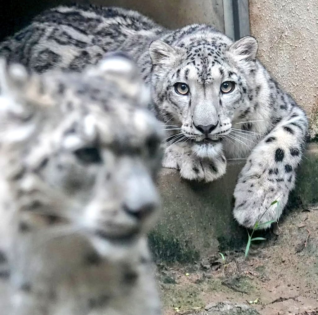snepreactions's tweet image. intently observing #lurking #watcher #snowleopard