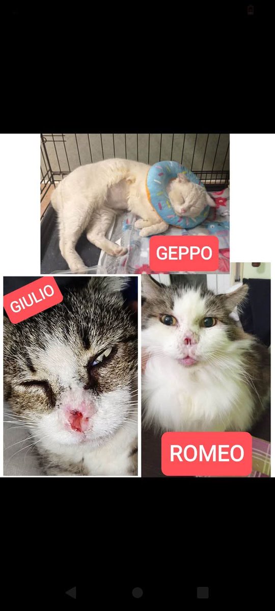 unonlus's tweet photo. Serve aiuto per saldare le spese per 3 importanti emergenze che riguardano
🙏🏻🙏🏻🙏🏻🆘️🆘️🆘️🆘️
#Giulio
https://t.co/9iAdRLKbJs
#Romeo
#Geppo
https://t.co/2JXtIcT7YN
Per maggiori dettagli :
#Silvia 3467403838
https://t.co/4FIeR6OF5O https://t.co/PpOKgfFxn5