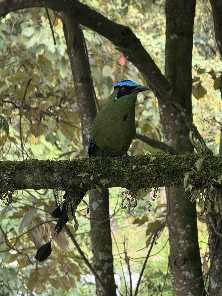 puentesfabi's tweet photo. “Señor: Este es uno de mis mejores ángulos. Bien pueda tómeme la foto!”
#Quefoto @lapatriacom #Barranquero
Vereda: Gallinazo. Villamaría. Caldas. https://t.co/mmEXriKgSm