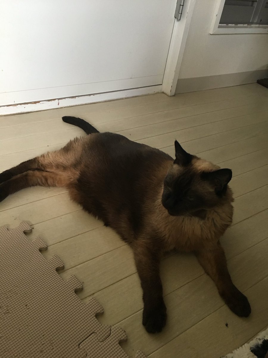 #猫　　#たぬシャム　　#ラブ🩷日記
うたた寝😴