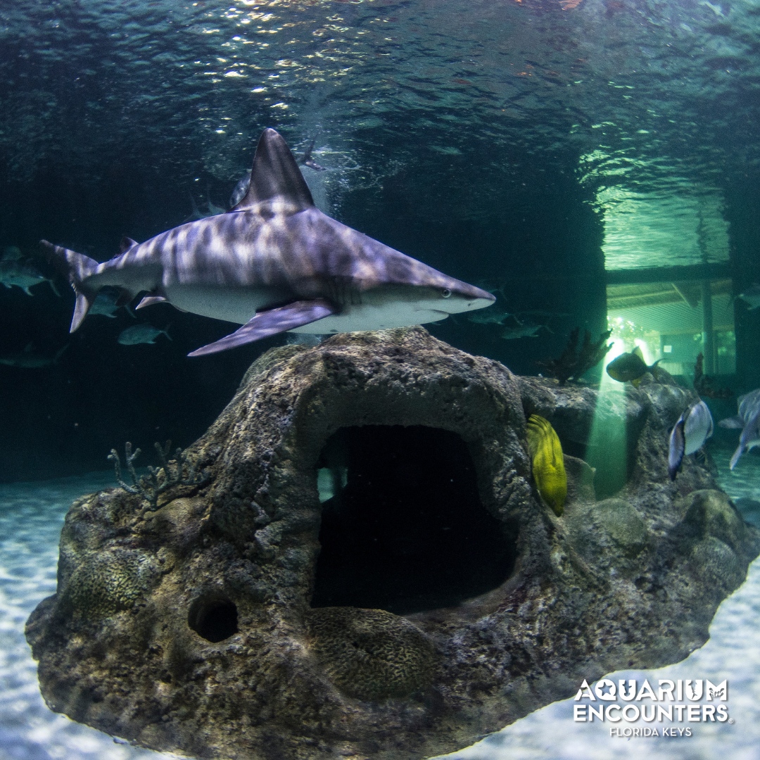 FLKeysAE's tweet image. There's no need to be scared. Sharks are the ultimate ocean protectors, keeping marine ecosystems healthy and thriving.