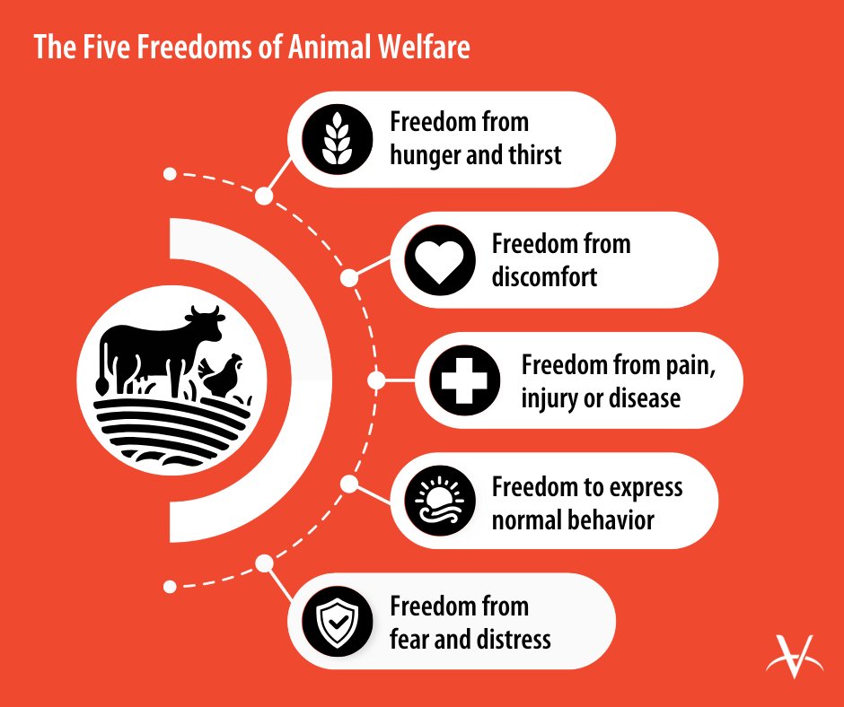 Veterinarians Without Borders tweet media