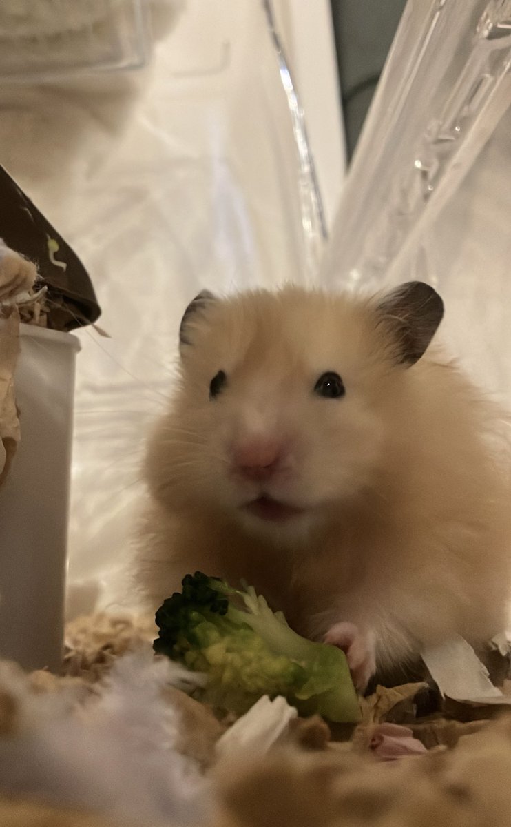 rinayuno's tweet photo. 🥦

ねぇ、ひまわりのたねって なに？

おいしいの？ https://t.co/7YE0RppKnL