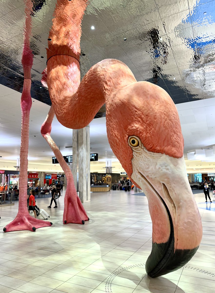 THE BIRD SAYS GOOOOOOODDDD MORNING TAMPA BAY 🦩🥱👋

(say hi back)