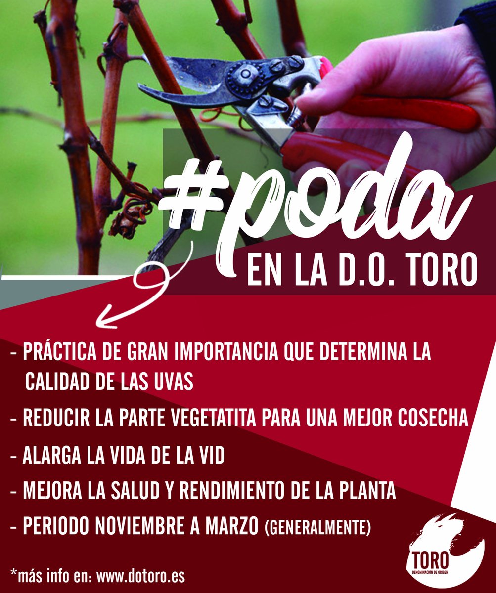VinodeToro's tweet photo. Como sabréis, la poda es un trabajo esencial que es determinante en la calidad de las uvas y en la salud del viñedo. En la #DOToro la poda cada vez está mas avanzada por eso os dejamos un esquema para que aprendáis un poco más sobre esta práctica. #DOToro 😍👇🏼🍇✂️ https://t.co/7IhYRQQXcF