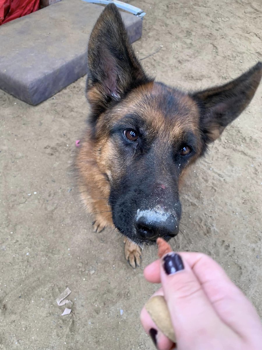gsrescueelite's tweet photo. Freya is coming up to 4yrs old and she is a bright and obedient girl, Sadly Freya does have Fibrotic Myopathy and could live with another dog but any rough play would need to be avoided 
#dogs #GermanShepherd #Cornwall 
https://t.co/DXz8TH3Q3t https://t.co/S6gPtOloF1